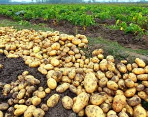 马铃薯产业化公共服务平台建设项目资金申请报告