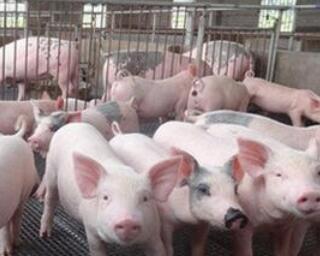 黑龙江勤得利农场现代生猪养殖产业项目可行性研究报告