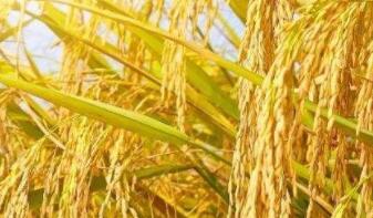 黑龙江省财政厅等四部门关于印发《黑龙江省稻谷生产者补贴工作实施方案》的通知