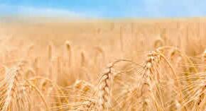 农业农村部关于印发《全国乡村产业发展规划（2020-2025年）》的通知